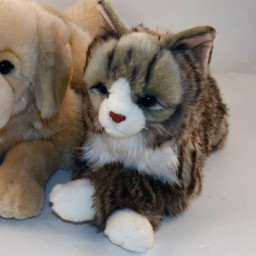 Katten Misan
