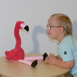 Hermende Flamingo