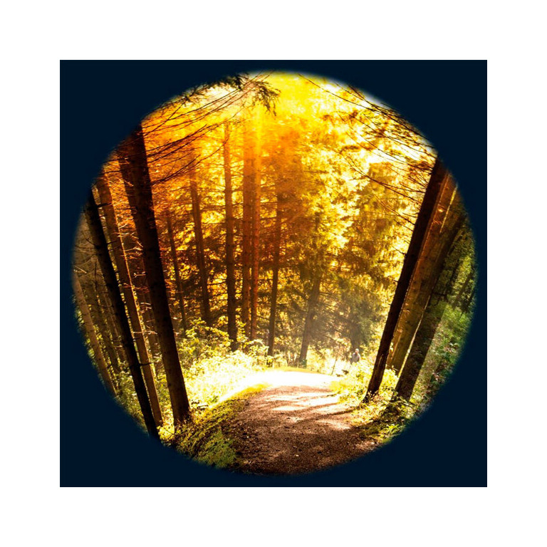 Effekthjul skogens årstider magnetisk