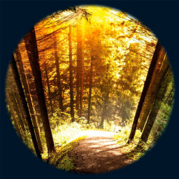 Effekthjul skogens årstider magnetisk